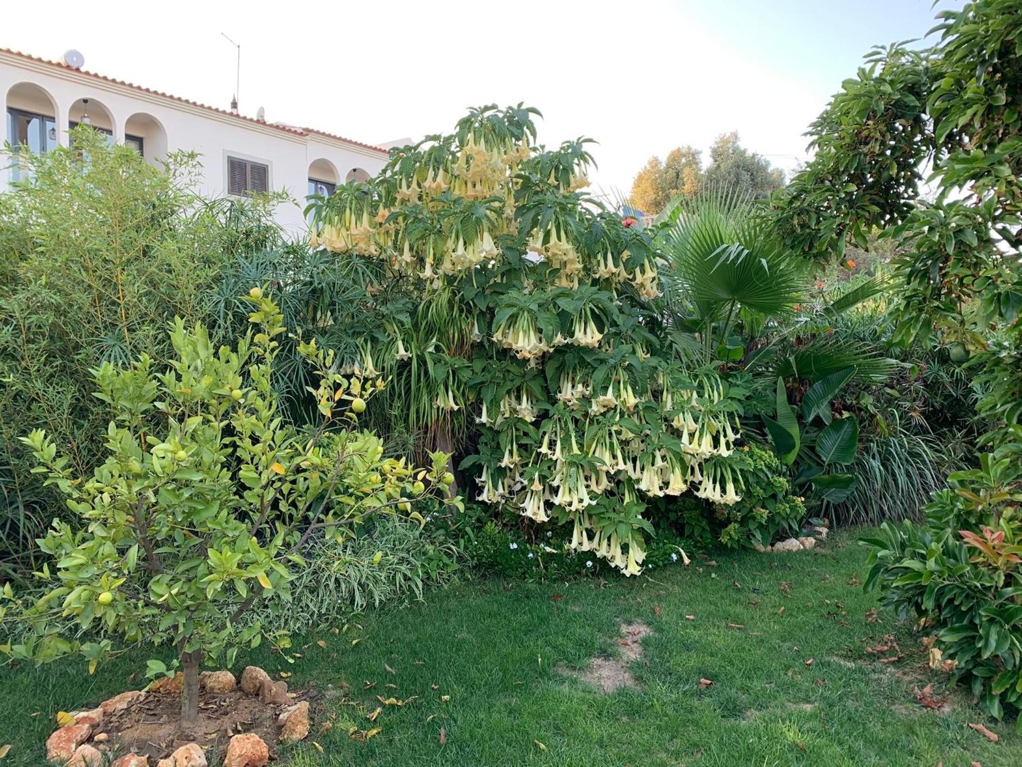 A Tranquil Garden Apartment, Carvoeiro - Benagil Bagian luar foto